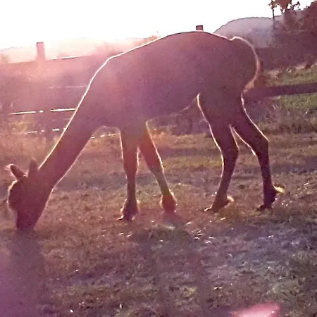 Suentelhof * Hessisch Oldendorf