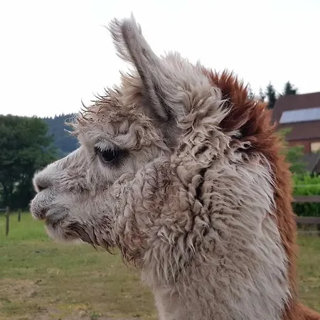 Suentelhof Κατάλυμα σε φάρμα Hessisch Oldendorf