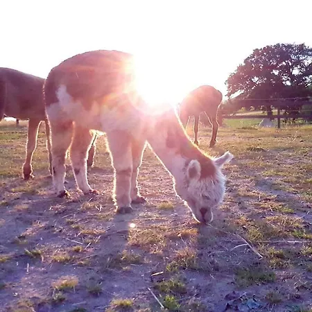 Κατάλυμα σε φάρμα Suentelhof