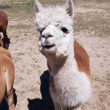 Suentelhof Κατάλυμα σε φάρμα *