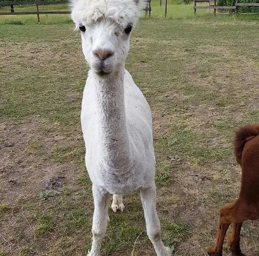Suentelhof Фермерский дом Хессиш-Ольдендорф
