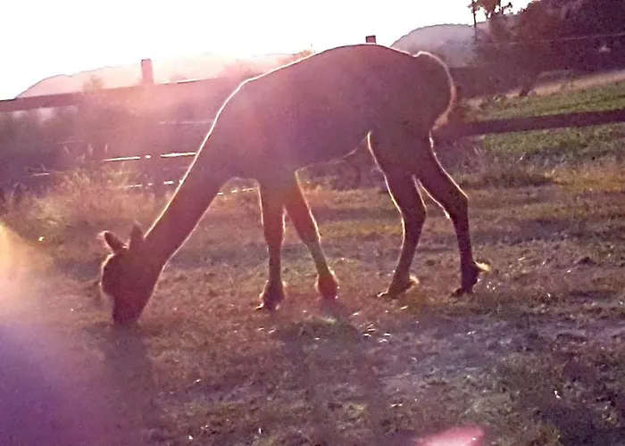 Suentelhof * Хессиш-Ольдендорф