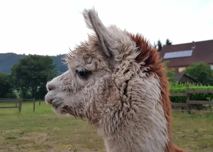 Suentelhof Фермерский дом Хессиш-Ольдендорф