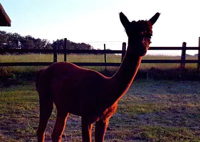 Suentelhof Фермерский дом Хессиш-Ольдендорф