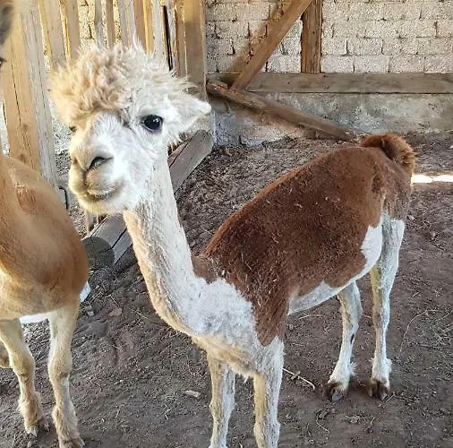 Suentelhof Фермерский дом