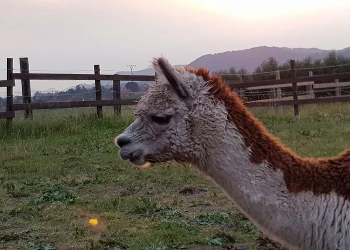 Suentelhof Фермерский дом Хессиш-Ольдендорф
